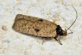 Agonopterix subpropinquella